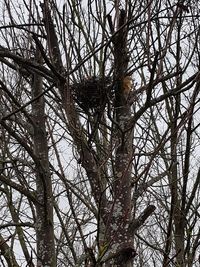 Low angle view of bare tree