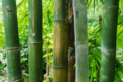 Close-up of bamboo plants