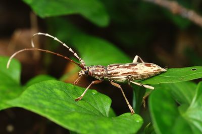 Close-up of insect on leaf