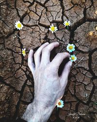 Close-up of hand holding flowering plant