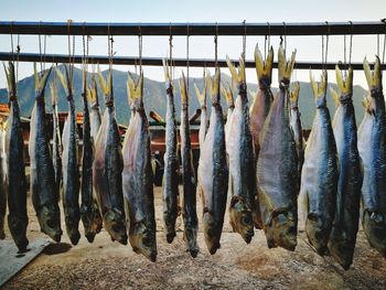 Close-up of fishes hanging on clothesline