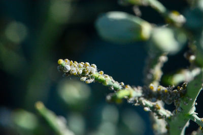 Close-up of flowering plant