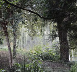 Empty dirt road along trees in the forest