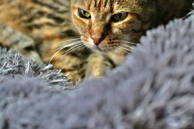 Close-up portrait of a cat