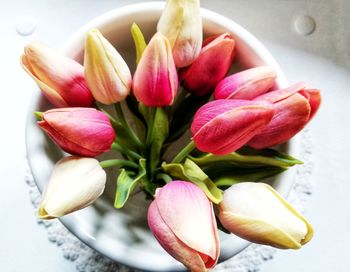 Close-up of pink tulips