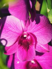 Close-up of pink hibiscus blooming outdoors