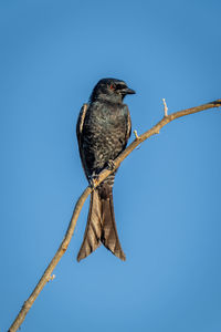 Fork-tailed drongo with catchlight perches watching camera