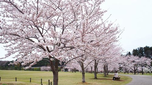 Cherry blossoms in park