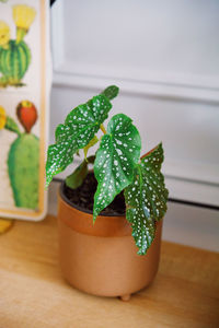 Close-up of potted plant on table