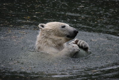 High angle view of  icebear