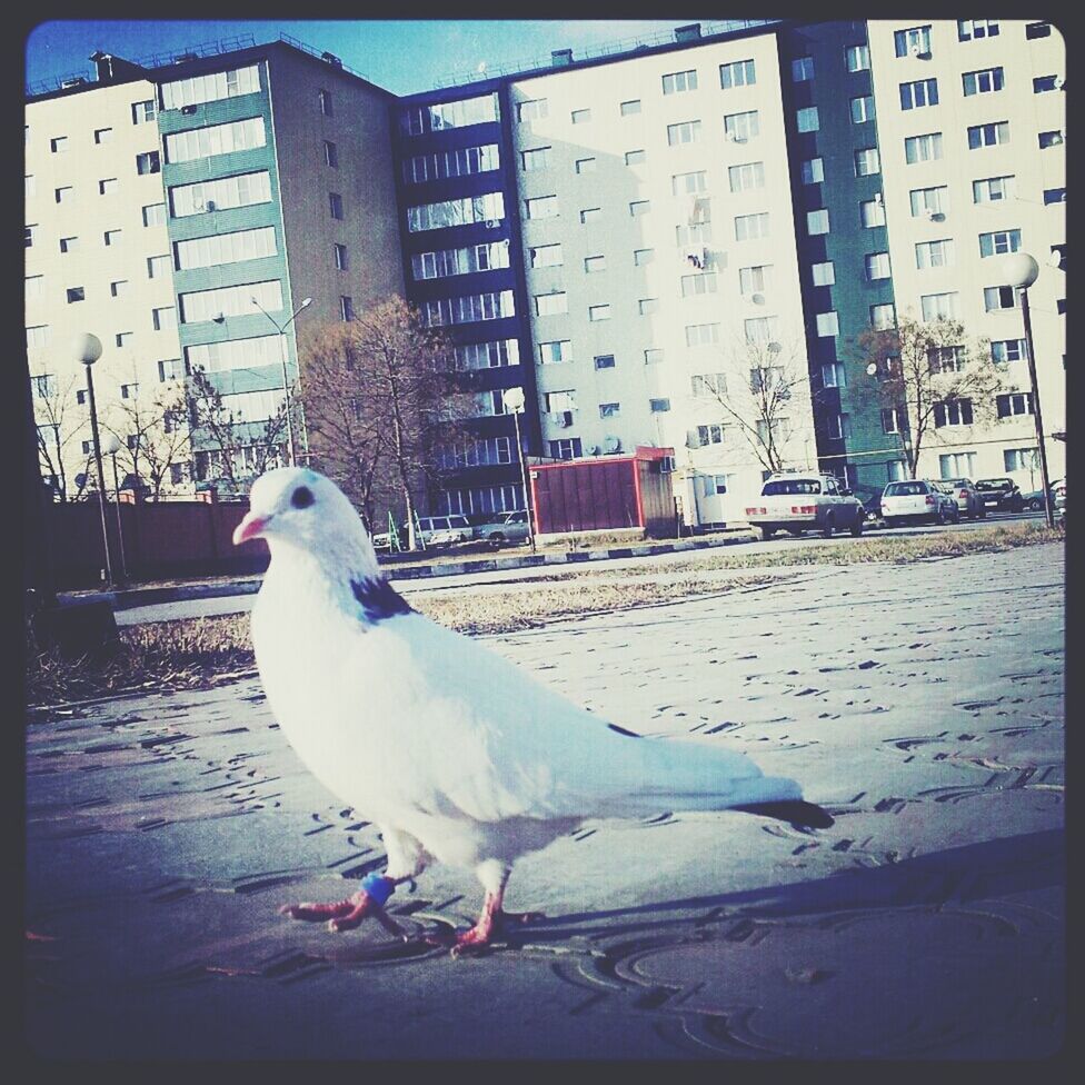 bird, animal themes, animals in the wild, wildlife, one animal, building exterior, transfer print, built structure, architecture, seagull, perching, auto post production filter, pigeon, full length, outdoors, day, white color, focus on foreground, no people, city