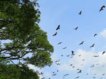 Low angle view of birds flying in the sky