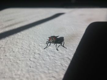 High angle view of fly on leaf