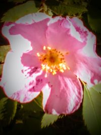 Close-up of pink rose flower