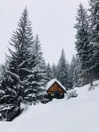 Snow covered trees against built structure in winter