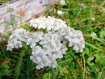 Close-up of white flowers