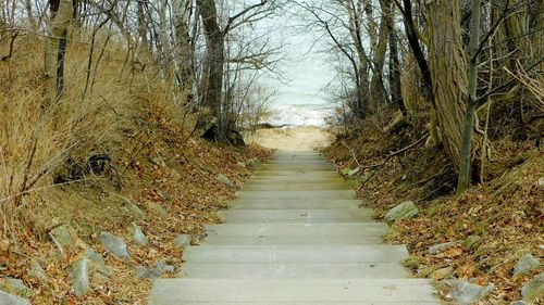 Footpath amidst trees