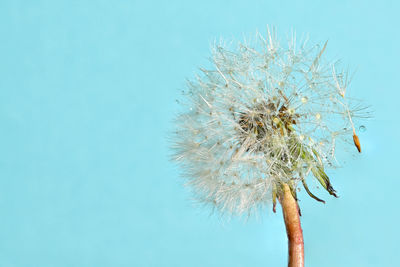 Close-up of wilted plant against clear blue sky