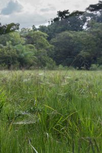 Scenic view of grassy field against cloudy sky