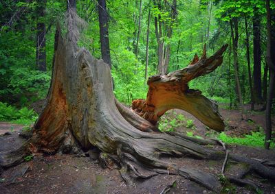 Trees in forest