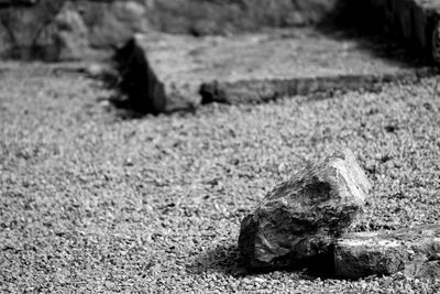 Close-up of lizard on field