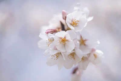 Close-up of white cherry blossom