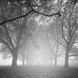 Distant view of man standing on road amidst bare trees in forest during foggy weather