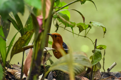 The orange-headed thrush is a bird in the thrush family.