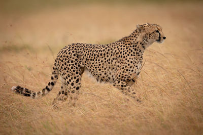 Cheetah walking on field