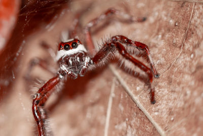 Close-up of spider