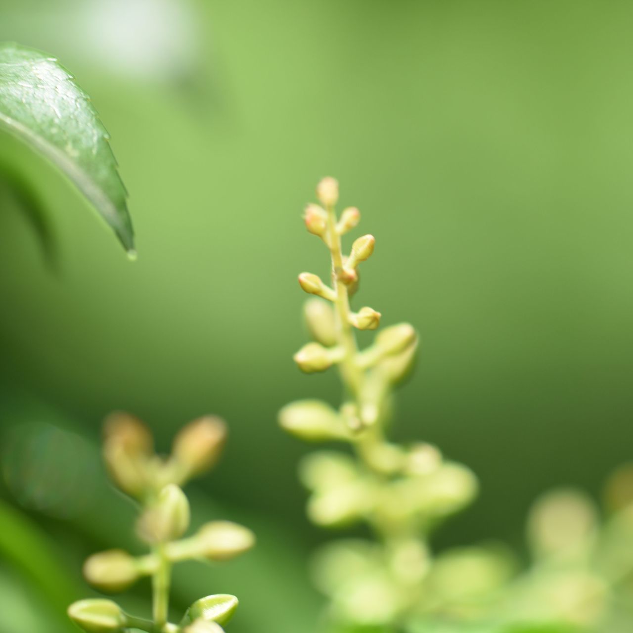 growth, plant, selective focus, green color, close-up, no people, beauty in nature, nature, vulnerability, fragility, plant part, freshness, leaf, day, focus on foreground, flower, beginnings, outdoors, flowering plant, bud