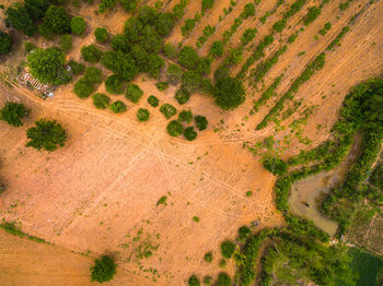 High angle view of agricultural field