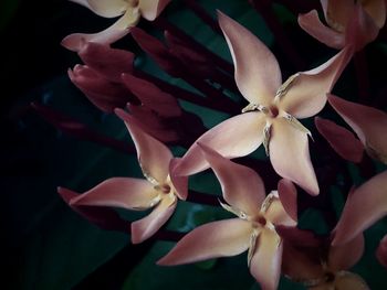 Close-up of frangipani blooming outdoors