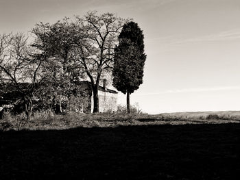 Trees on field against sky