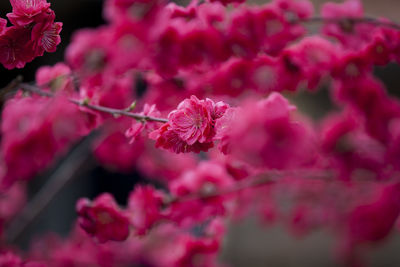 Close-up of pink flowers on tree