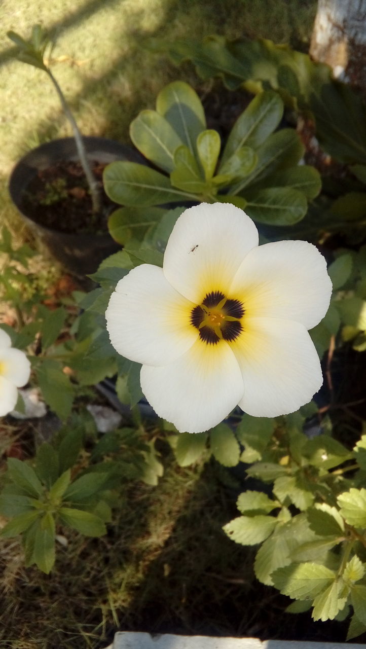 CLOSE-UP OF FLOWERING PLANT