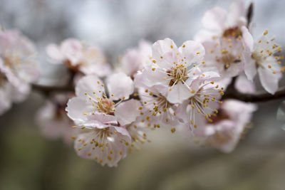 Apricot blossom in spring season . macro shot