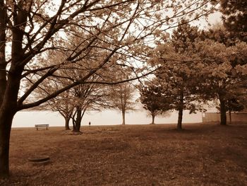 Trees on field against sky