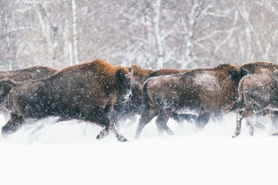 Wild european bisons in winter. herd of bisons on snowy field.