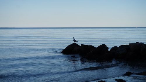 Bird perching on sea against clear sky