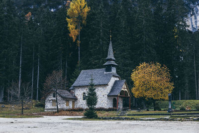 Illuminated tree by building in forest during autumn