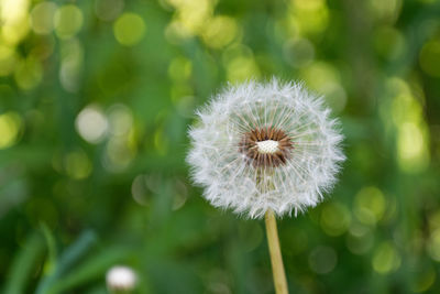 Close-up of dandelion against blurred background