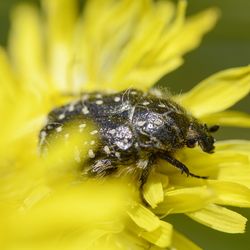 Close-up of insect on yellow flower