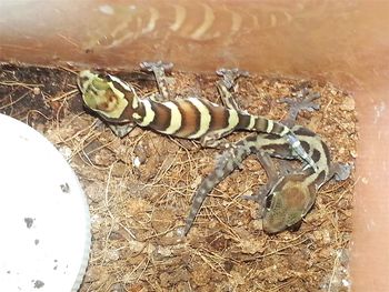 High angle view of insect on land