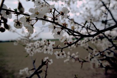 Close-up of cherry blossoms in spring