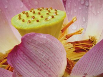 Close-up of pink rose flower