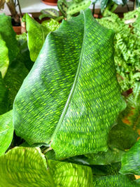 Close-up of fresh green leaves