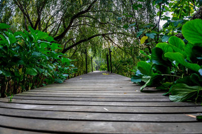 Narrow walkway along plants