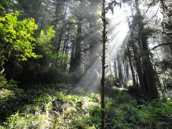 Sun shining through trees