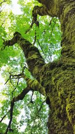 Low angle view of tree